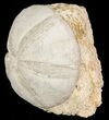 Jurassic Sea Urchin (Clypeus plotti) - England #65853-1